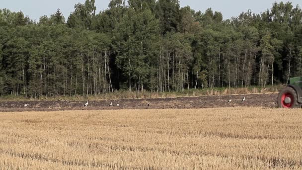 Трактор на поле возле леса — стоковое видео