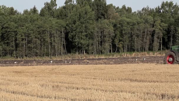 Tractor en el campo cerca del bosque — Vídeo de stock