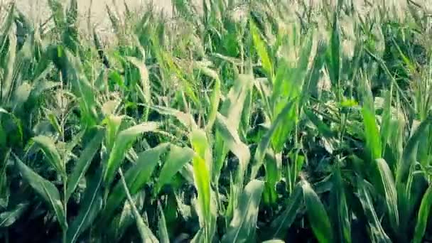 Campo de maíz verde en día ventoso — Vídeos de Stock