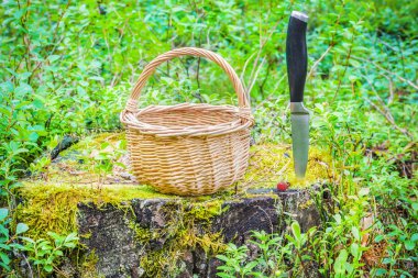 Ormandaki güdük üzerinde boş sepet