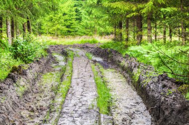 Orman yoluyla rutted, pis yol