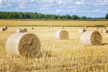 saman balya alanına yazın