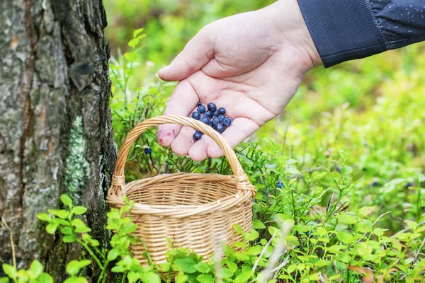 Man plukken bosbessen in bos — Stockfoto