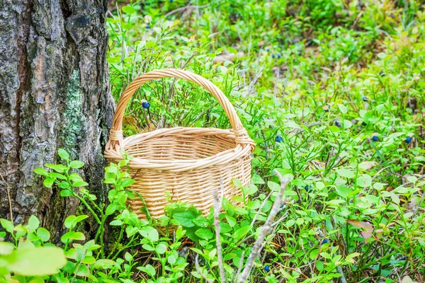 Empty wooden basket in the woods between blueberry bushes