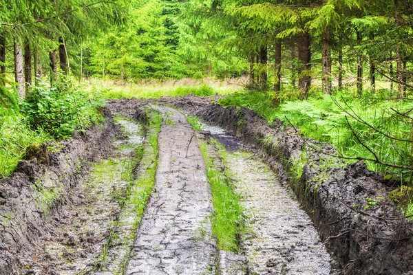 Rutted, smerige weg door het bos — Stockfoto