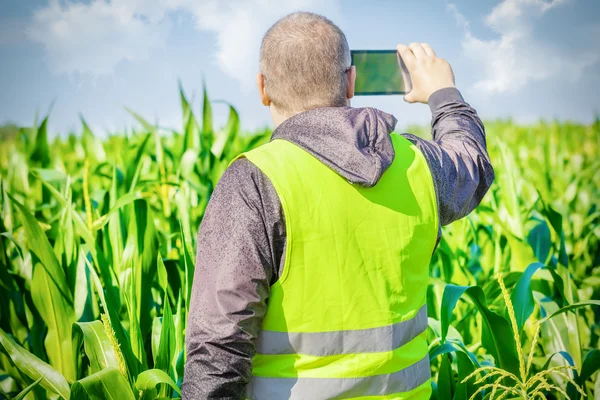 Agricultor filmado com tablet PC no campo de milho — Fotografia de Stock