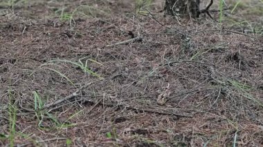 Adam ormanda bir plastik şişe atar