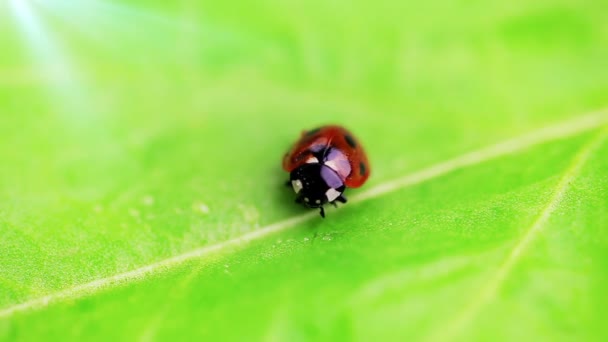 Lieveheersbeestje op het groene verlof — Stockvideo