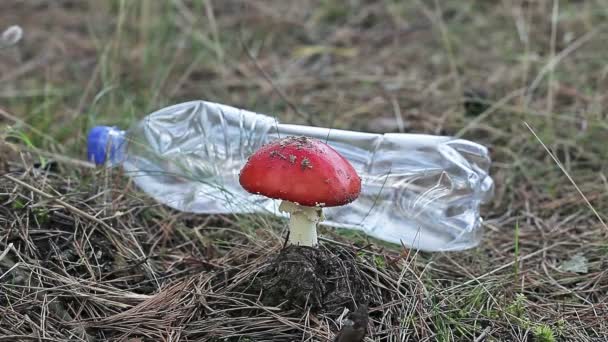 Hombre recogiendo botella de plástico en el bosque — Vídeos de Stock