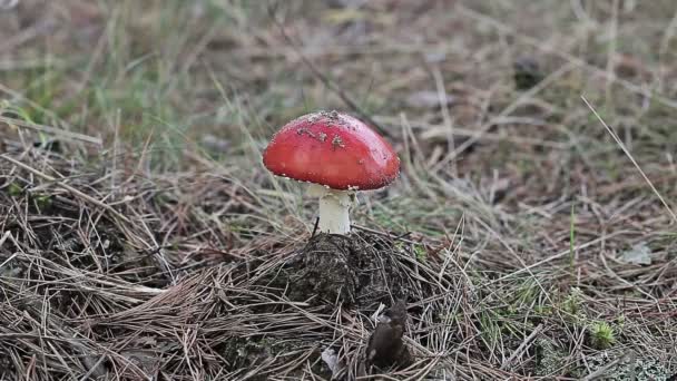 Man kick red mushroom in forest — Stock Video