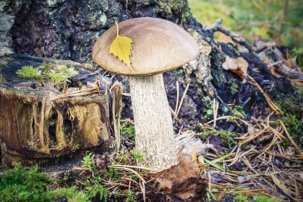 Steinpilze im Wald in Baumnähe — Stockfoto