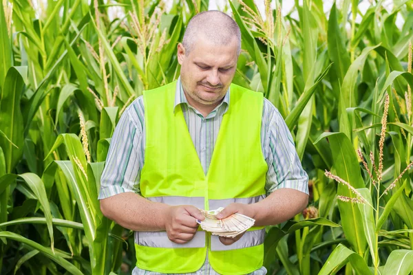 Agricoltore contando i soldi sul campo di mais — Foto Stock