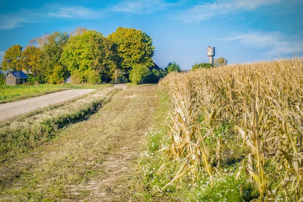 Estrada rural perto de campo de milho frio — Fotografia de Stock