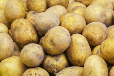 Taze hasat organik patates