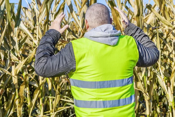 Anxious farmer on cold corn field — Stock Photo, Image