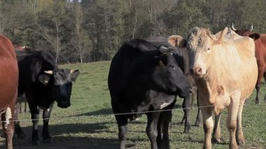 İnekler çayırda ot yemek