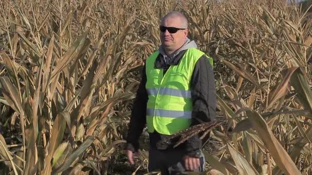 Agricultor ansioso no campo de milho frio — Vídeo de Stock