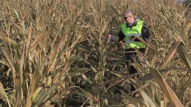 Ocupado agricultor usando tableta PC en campo de maíz frío — Vídeos de Stock