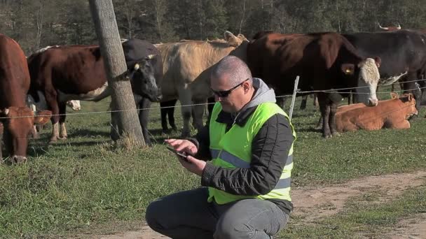 Landwirt setzt Tablet-PC bei Kühen ein — Stockvideo
