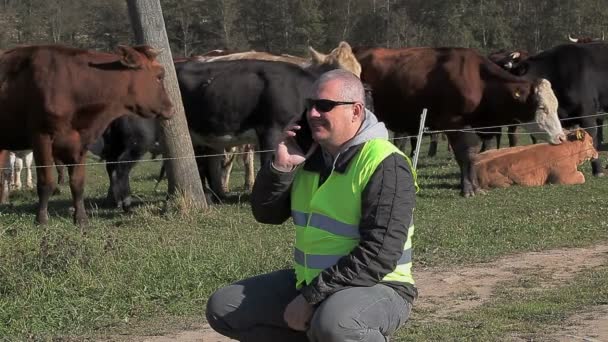 Agricultor hablando en smartphone cerca de vacas — Vídeos de Stock