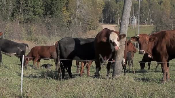 Kor betar på ängen nära lantlig väg — Stockvideo