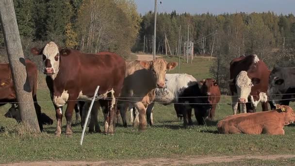 Коровы фролики на лугу — стоковое видео