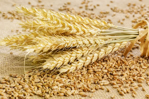 Punte di grano con grano su tessuto di iuta — Foto Stock