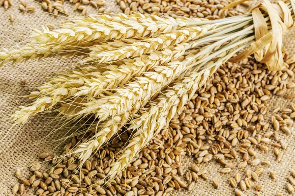 Шипы пшеницы на зерне на деревенской джутовой ткани — стоковое фото