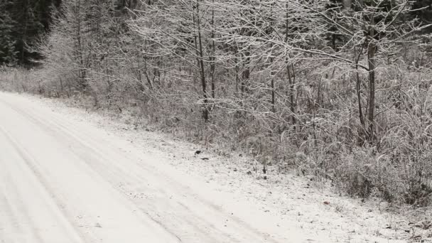 サンタ クロースが林道を横切る — ストック動画