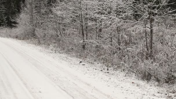 Santa Claus cruza el camino del bosque — Vídeo de stock