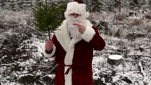 Jultomte med liten fir visar gester i skogen — Stockvideo