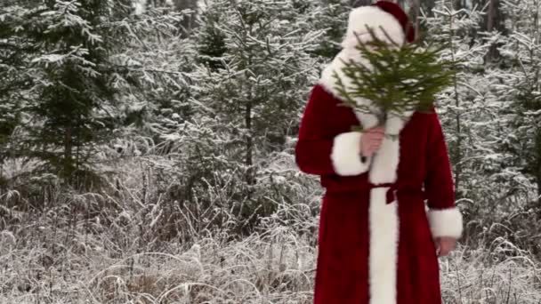 Papai Noel com pequeno abeto na floresta — Vídeo de Stock