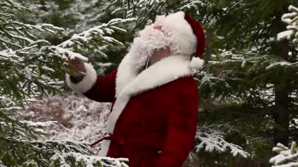 Санта-Клауса поблизу ялина в засніжений ліс — стокове відео