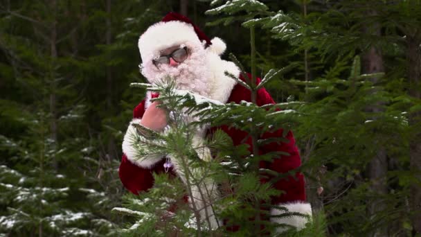 Санта Клаус прячется за елкой в лесу — стоковое видео