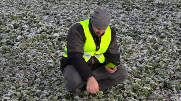 Plantas de control del agricultor en campo congelado — Vídeo de stock