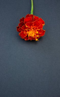 Koyu gri arka planda izole edilmiş bir Marigold kırmızı ve sarı çiçeği, kopya alanı olan tek kadife çiçeğinin üst görüntüsü, metin için boş yer, ölüm günü, taziye kartı, kapak tasarımı, hafıza günü, ulusal sembol