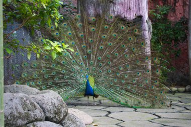 Arka planda doğal çevresi olan açık tüylü güzel tavus kuşu, egzotik erkek vahşi kuş, ritüel dansı