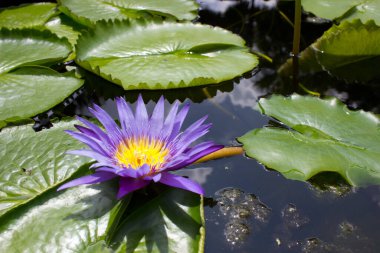 Tayland 'daki gölette açan güzel su zambağı, menekşe nilüfer çiçeği ve yeşil yapraklar, poster, takvim, kapak tasarımı, broşür ve duvar kağıdı, sabahın erken saatlerinde botanik hayatı