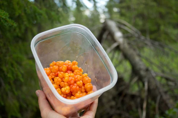 Γυναικείο μπολ χειρός με cloudberry στα βουνά κοντά στο Hemsedal Buskerud Νορβηγία — Φωτογραφία Αρχείου