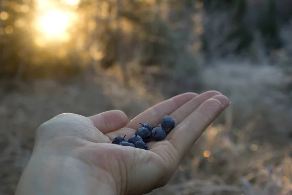 Womans χέρι με βατόμουρο την ανατολή του ηλίου, χούφτα άγρια scandinavian μούρο σε λαμπερό πρωινό φθινοπώρου.φυσικό νορβηγικό φαγητό, χορτοφαγικό συστατικό, υπαίθριο τρόπο ζωής, φρέσκα βατόμουρα από το δάσος — Φωτογραφία Αρχείου