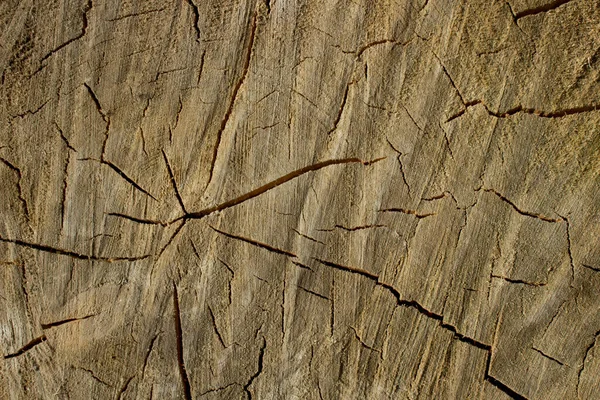 Γκρο πλαν άποψη του παλαιού ξύλινου φλοιού, ανάγλυφη υφή του καφέ δέντρου, μοτίβο του φυσικού φλοιού δέντρο φόντο, τραχιά επιφάνεια, εκτύπωση για διακόσμηση, σχέδιο κάλυψης, ταπετσαρία — Φωτογραφία Αρχείου