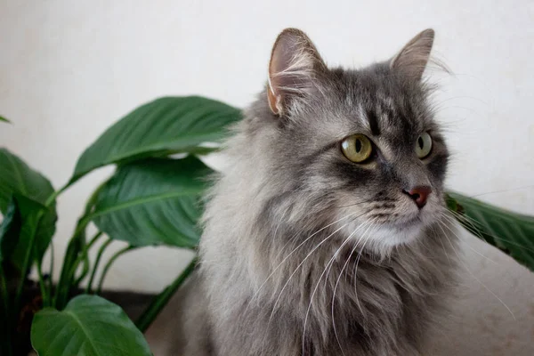 Bellissimo gatto domestico grigio guardando davanti, ritratto animale domestico, gattino ben curato da vicino, immagine con gatto serio per la pubblicità, carta da parati, cura della casa animale — Foto Stock