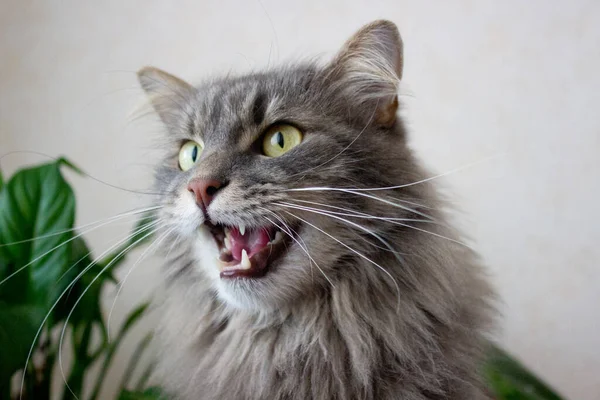 Bellissimo gatto domestico grigio guardando davanti, ritratto animale domestico, gattino ben curato da vicino, immagine con gatto serio per la pubblicità, carta da parati, cura della casa animale — Foto Stock