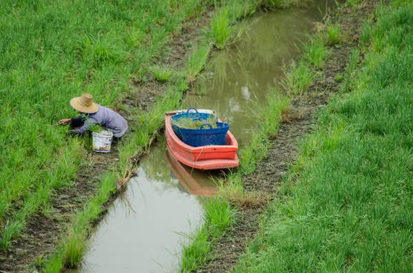 Agriculteur Travaillant Dans Champ — Photo