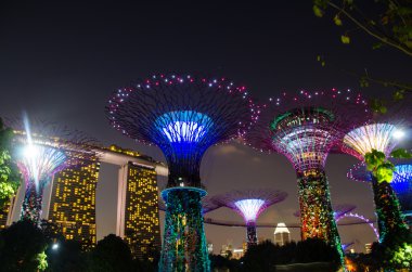 Süper Singapor ağacında