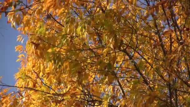 Alberi di autunno — Video Stock