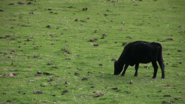 Pâturage des vaches au pâturage agricole 