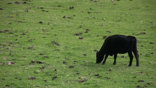 Vacche al pascolo al pascolo aziendale — Video Stock