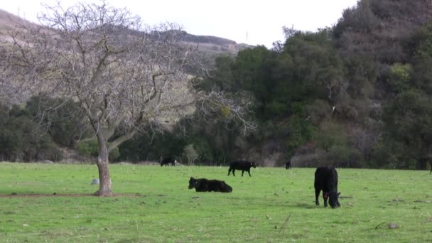 Αγελάδες που βόσκουν στο αγρόκτημα βοσκοτόπων — Αρχείο Βίντεο