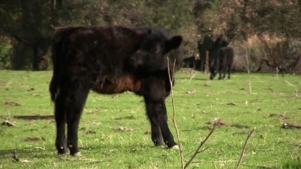 Cows Grazing at Farm Pasture — Stock Video